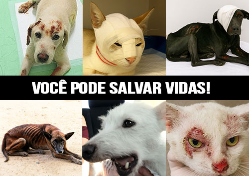 Você pode salvar vidas - Amparo Canino